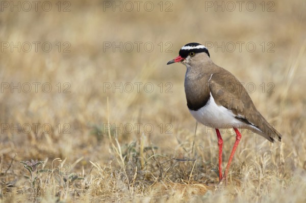 Crowned Lapwing, (Vanellus coronatu), Wakkerstrom surroundings, Wakkerstrom, Mpumalanga, South