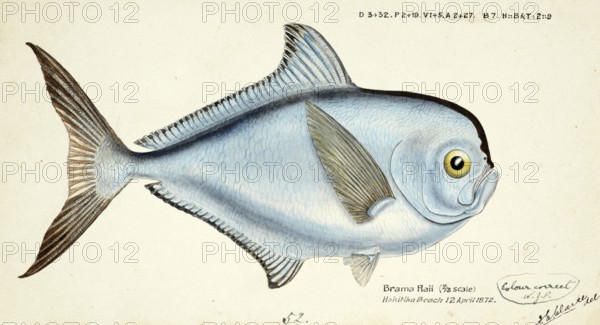 Bream mackerel, Brama brama, a fish of the sea bream family, fish, reproduction of an original, by
