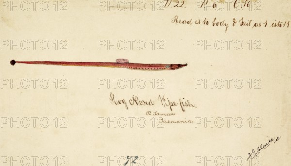 The Greater pipefish, Syngnathus acus, The greater pipefish, fish, reproduction of an original, by