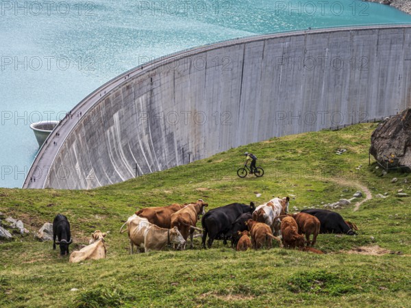 Herd of cows and single mountain bike, dam of the Moiry lake, Lac de Moiry, Valais, Switzerland,