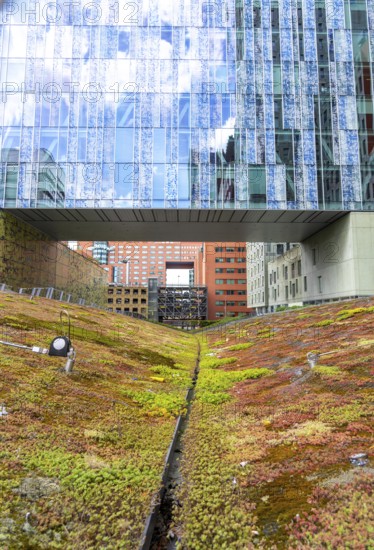 Green spaces around buildings, here at Hogeschool Inholland Rotterdam, plant beds at passageways,