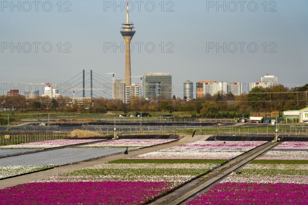 Nursery, plant breeding, ornamental plants growing in flower pots, outdoors,