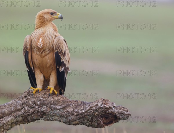 Spanish imperial eagle (Aquila adalberti), El Millaron Imperial Eagle Hid, Salorino, Extremadura