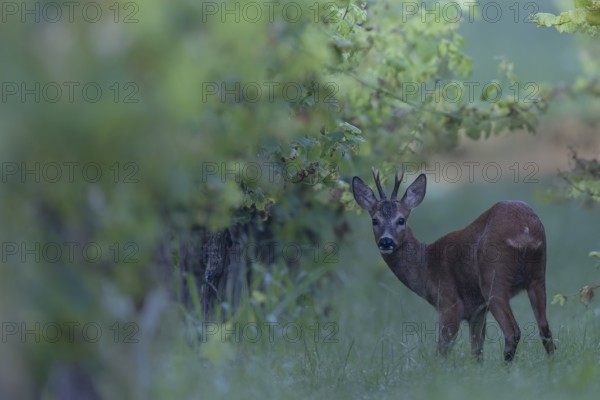 Roebuck in summer, leaf time, Wittlich, Rhineland-Palatinate, Germany, Europe
