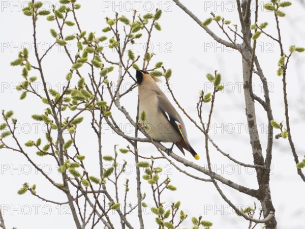 Bohemian waxwing (Bombycilla garrulus) feeding on Willow catkins, (Salix sp.), May, Finnish Lapland
