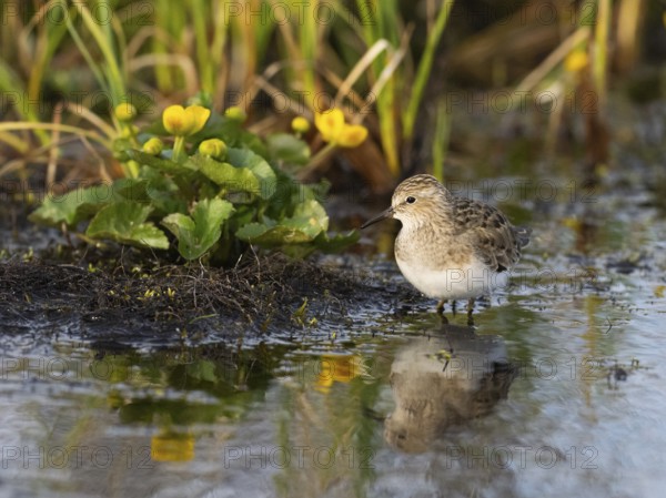 Temminck's Stint (Calidris temminckii), foraging at edge of stream, Finnmark, Norway, Europe
