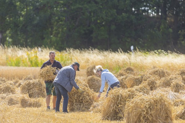 The Cunnersdorf village association presented historical harvesting techniques in agriculture,
