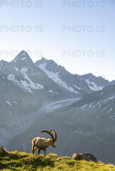 Alpine ibex (Capra ibex), adult male, in front of a mountain landscape in the morning light, behind