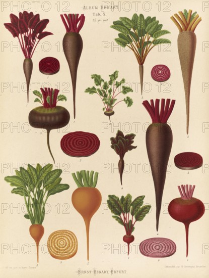 Vegetables, beetroot and turnips, after Ernst Samuel Benary (10 November 1819, 19 February 1893),