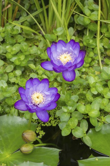 Blue-purple coloured tropical water lilies in a garden pond, Gigantea Dark Purple, water lily,