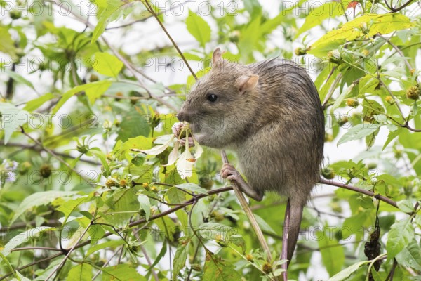 A juvenile Norway rat (Rattus norvegicus) nibbling on a leaf surrounded by green vegetation in the