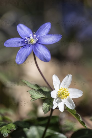 Liverwort (Hepatica nobilis) and wood anemone (Anemone nemorosa), North Rhine-Westphalia, Germany,