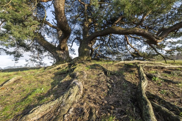 Old Scots pine (Pinus sylvestris), Emsland, Lower Saxony, Germany, Europe