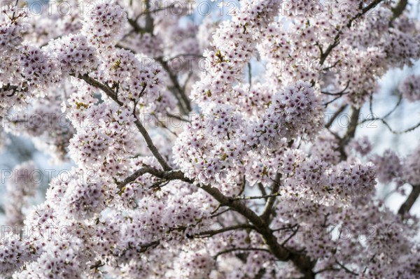 Japanese cherry (Prunus serrulata), Province of Drenthe, Netherlands