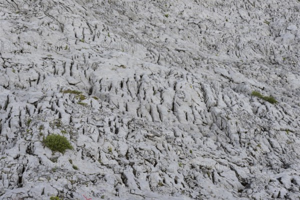 Gottesacker plateau, karst landscape, Kleinwalsertal, Vorarlberg, Allgäu Alps, Austria, Europe