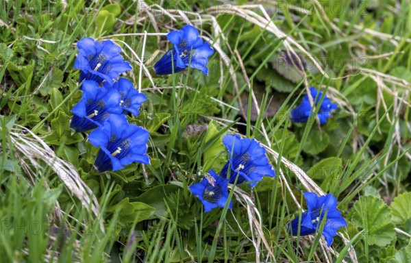 Stemless gentian (Gentiana clusii) Lime gentian, flowering in a mountain meadow, Zillertal Alps,