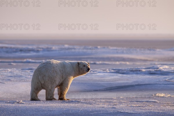 Polar bear (Ursus maritimus), standing in the snow, evening light, pack ice, Kaktovik, Arctic