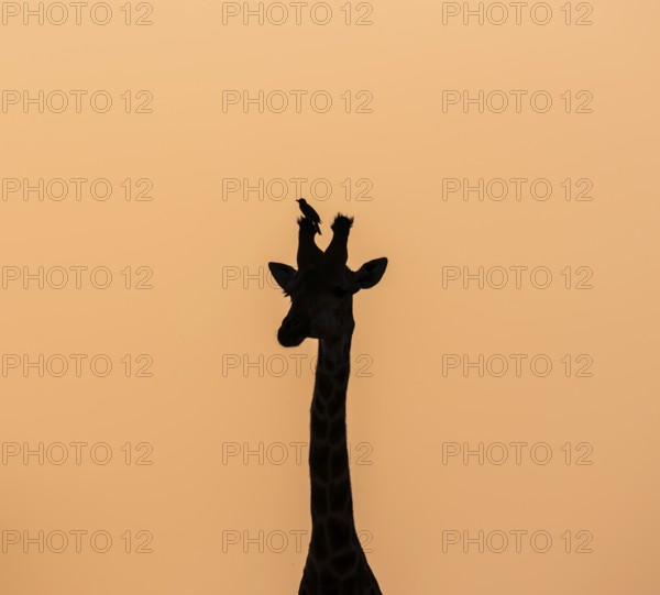 Southern giraffe (Giraffa giraffa giraffa) with oxpecker (Buphagus) on the horn, animal portrait,