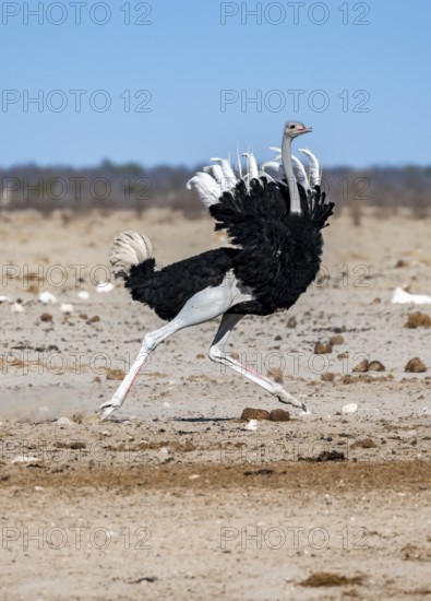 African ostrich (Struthio camelus), adult male, tucking up his feathers and running, threatening