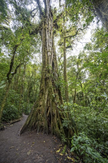 Strangler fig, dense vegetation in the rainforest, Monteverde cloud forest, Monte Verde, Puntarenas