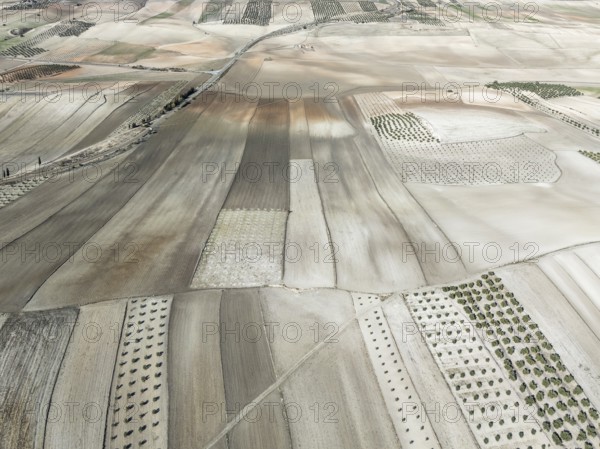 Farmland and cultivated olive trees (Olea europaea) . Aerial view. Drone shot. Granada province,