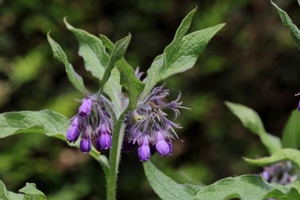 Common comfrey (Symphytum officinale), flower, flowering, Germany, Europe