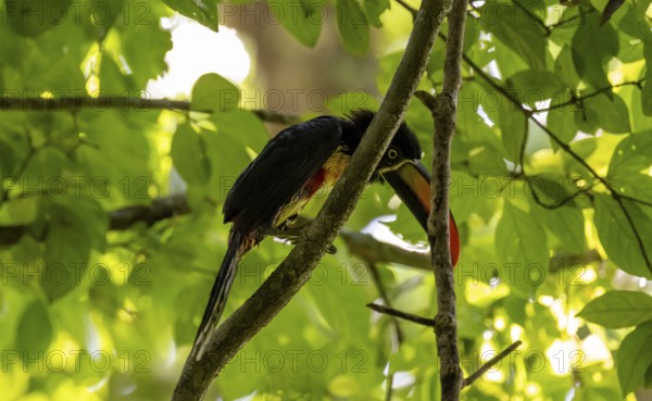 Fiery-billed aracari (Pteroglossus frantzii), sitting on a branch, Manuel Antonio National Park,