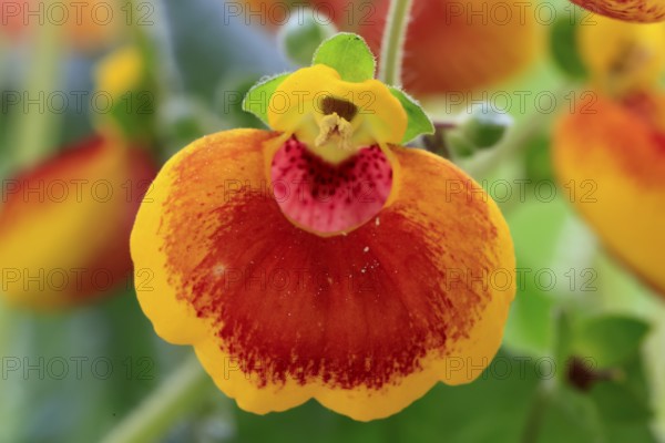 Slipper flower (Calceolaria Hybride), flowering, Elllerstadt, Germany, Europe