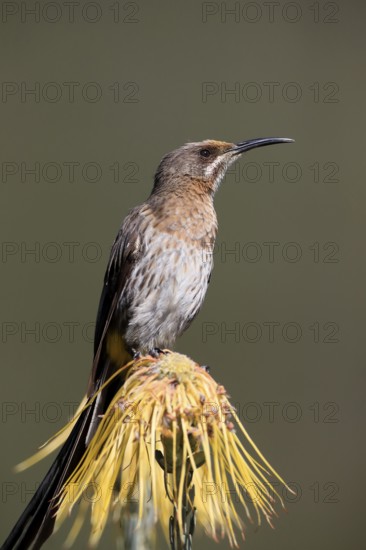Cape Honeybird (Promerops cafer), adult, male, on flower, Protea, vigilant, Kirstenbosch Botanical