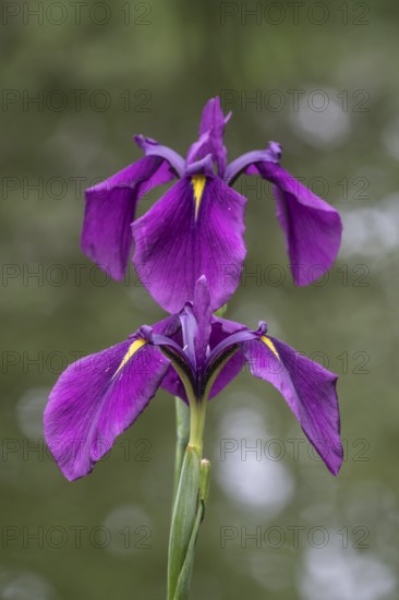 Capitol dandy (Iris ensata), Emsland, Lower Saxony, Germany, Europe