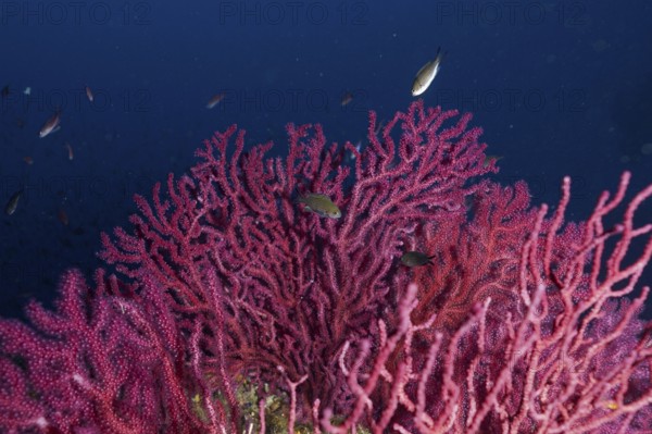 Pink shining Violescent sea-whip (Paramuricea clavata) in the deep sea, surrounded by small fish in