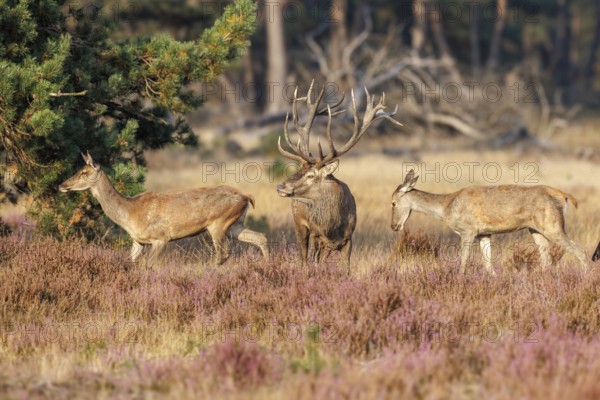 Red deer (Cervus elaphus), Hoge Veluwe National Park, Netherlands