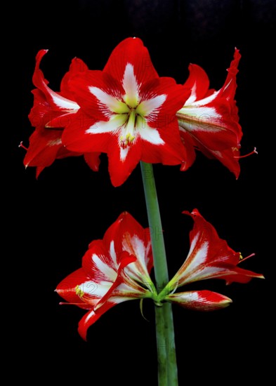 Red amaryllis flower stands out against a black background, with bright colours and striking design