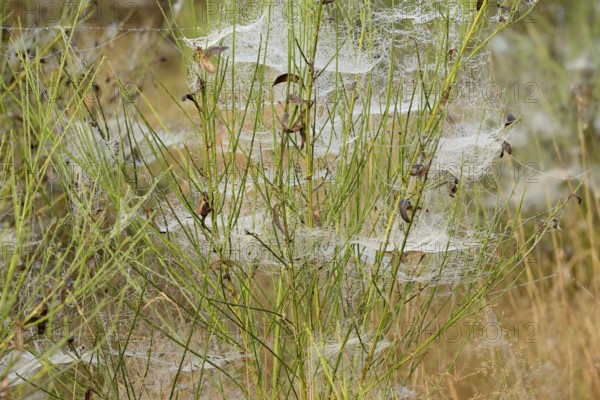 Broom (Genista) with spider webs and morning dew, North Rhine-Westphalia, Germany, Europe