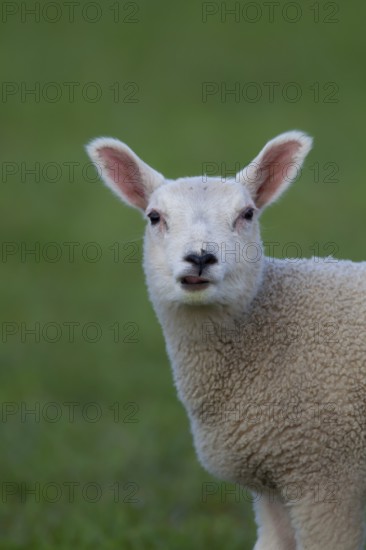 Domestic sheep (Ovis aries) juvenile baby lamb farm animal standing in a grass field, England,