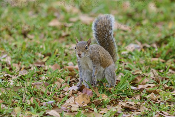 Grey Squirrel (Sciurus carolinensis), on meadow, springtime, Florida, USA, North America