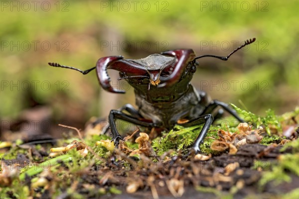 Stag beetle (Lucanus cervus), horned beetle, fire beetle, male with large mandibles, upper jaw,