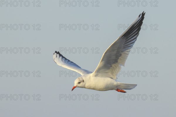 Black-headed Black-headed Gull (Larus ridibundus), in flight, winter plumage morning light,