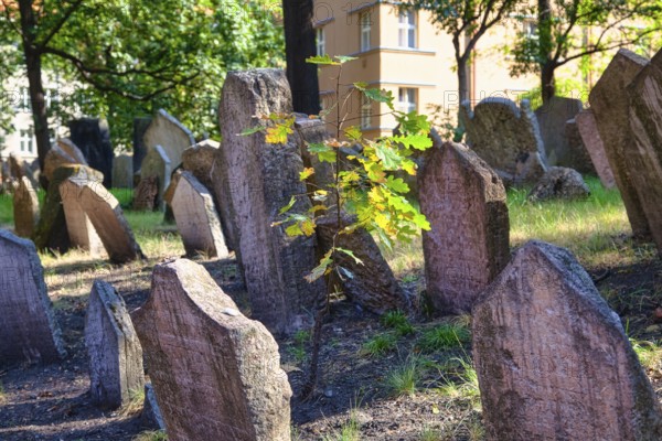 Old Jewish Cemetery, Prague, Czech Republic, Europe