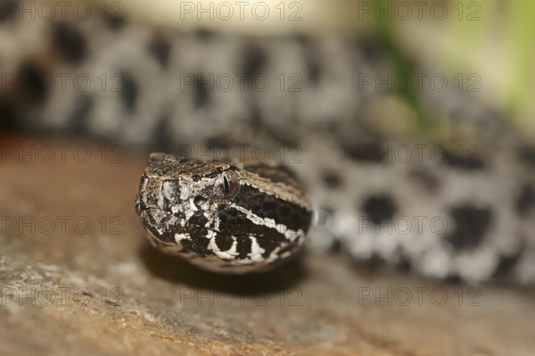 Pygmy rattlesnake (Sistrurus miliarius barbouri), Everglades National Park, Florida, USA, North