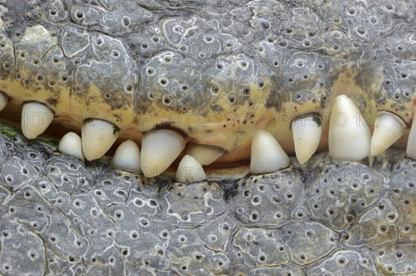 Nile crocodile (Crocodylus niloticus), teeth, captive, occurring in Africa