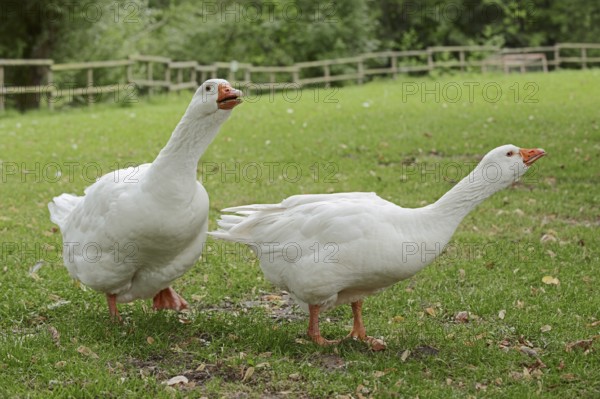 Emden goose or Emden goose (Anser anser forma domestica), free-range domestic geese, North