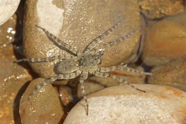 Giant riverbank spider (Arctosa cinerea), female, Provence, southern France