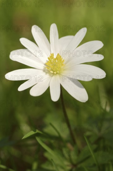 Blue anemone (Anemone apennina var. albiflora), flower, garden plant, North Rhine-Westphalia,