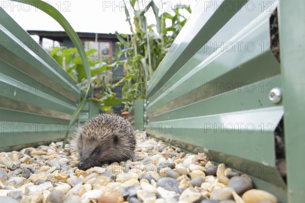 European hedgehog (Erinaceus europaeus) adult animal walking between two garden raised beds,