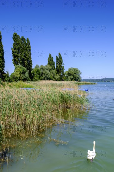 Marina, shore near Mittelzell, Reichenau Island on Lake Constance, Baden-Württemberg, Germany,