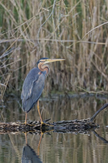 Purple heron (Ardea purpurea) at the water's edge, Baden-Württemberg, Germany, Europe