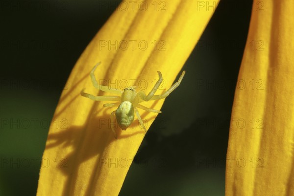 Goldenrod crab spider (Misumena vatia), well camouflaged on a flower of the yellow coneflower