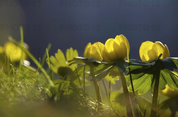 Winter aconites (Eranthis hyemalis), Germany, Europe