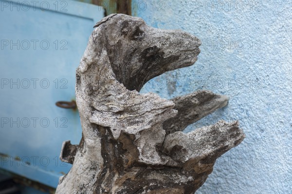 Similar to a dog figure moulded by nature from a tree root, Burano, Veneto, Italy, Europe